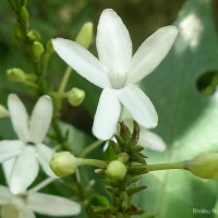 Pseuderanthemum latifolium (Vahl) B.Hansen